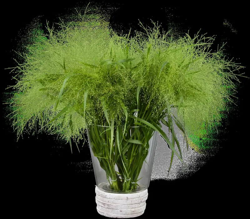 Panicum virg. 'Sangria' P9 - afbeelding 1