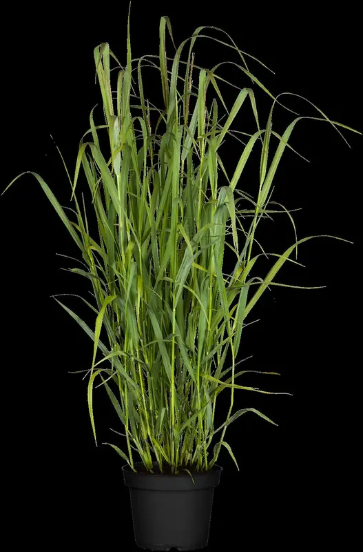 Panicum virg. 'Sangria' P9 - afbeelding 3