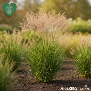 Panicum virgatum 'Buffalo Green' P9