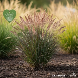 Panicum virgatum 'JS Blue Darkness' P9