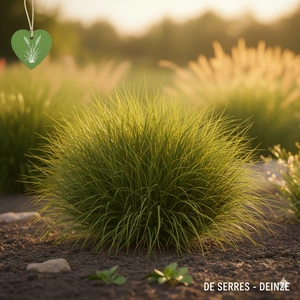 Panicum virgatum 'Kurt Bluemel' P9