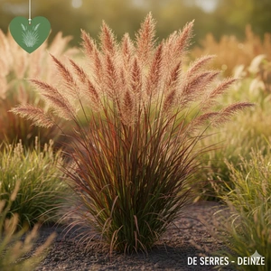 Panicum virgatum 'Oxblood Autumn'® P9