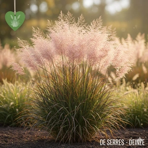 Panicum virgatum 'Thundercloud' P9