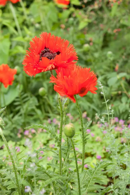 Papaver or. 'Central Park' P9 - afbeelding 4