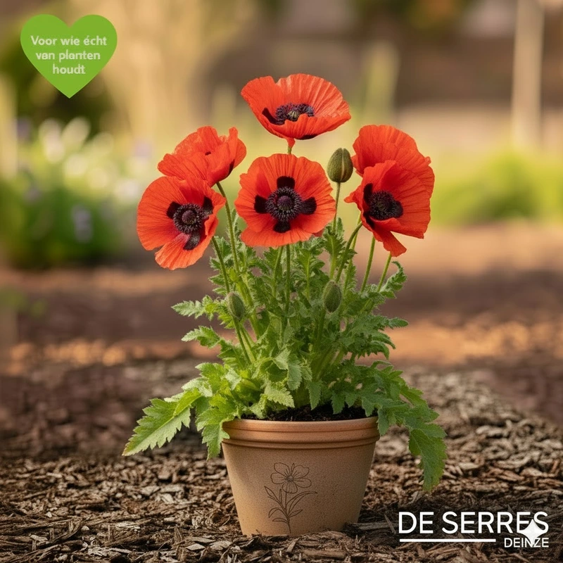 Papaver orientale 'Marcus Perry' P9
