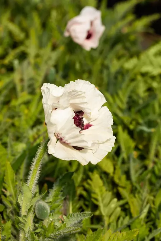 Papaver or. 'Pink Perfection' P9 - afbeelding 3