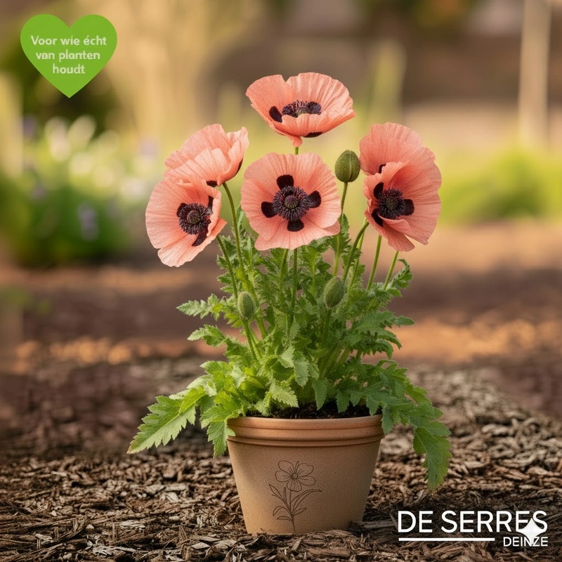 Papaver orientale 'Princess Victoria Louise' P9