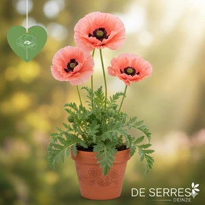 Papaver orientale 'Queen Alexandra' P9