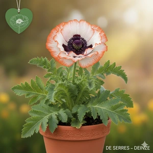 Papaver orientale 'Picotee' P9