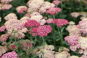 achillea mil. 'paprika' P9 - afbeelding 5