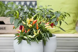 paprika yellow california wonder - afbeelding 3