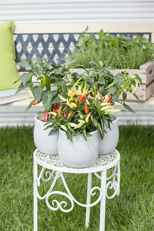 paprika zoete spaanse - afbeelding 5