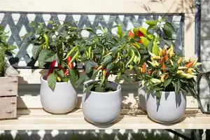 paprika zoete spaanse - afbeelding 2