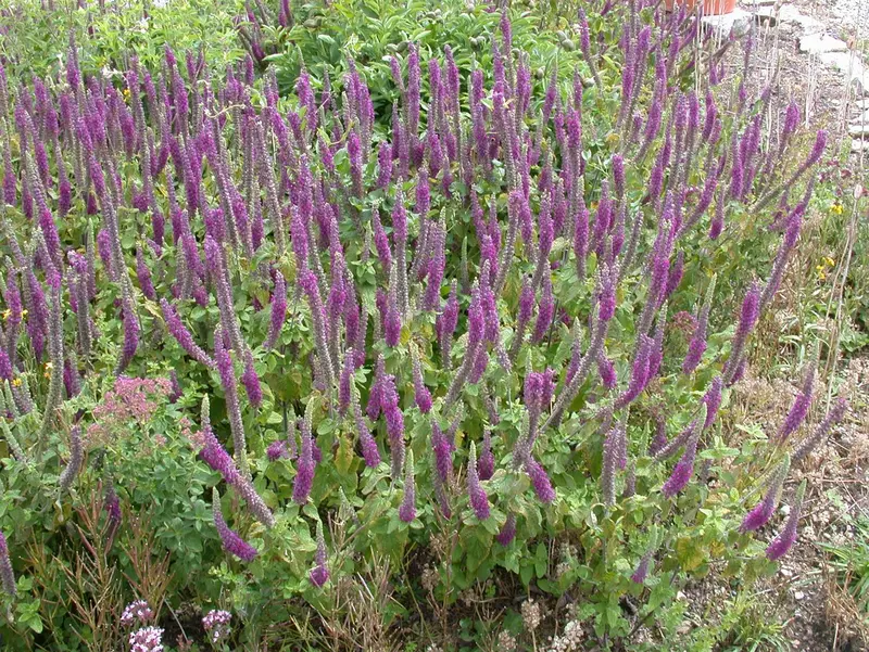 teucrium hyrc. 'paradise delight' P9