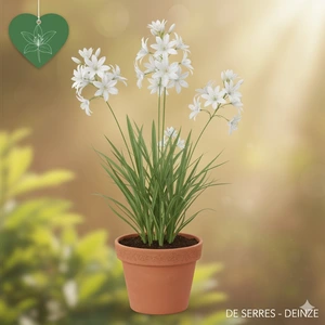 Paradisea lusitanica