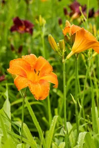 hemerocallis 'pardon me' P9 - afbeelding 3