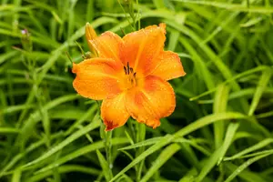 hemerocallis 'pardon me' P9 - afbeelding 2