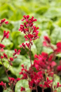 heuchera hybr. 'paris'® P9 - afbeelding 5