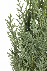 Versicolor - afbeelding 5