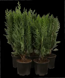 Versicolor - afbeelding 3