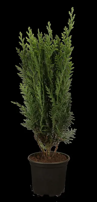 Versicolor - afbeelding 2