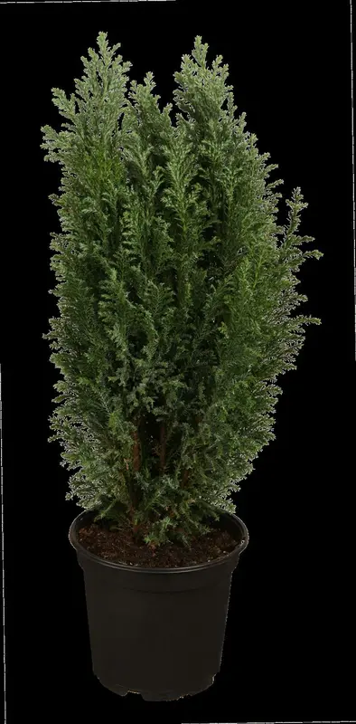 Versicolor - afbeelding 4