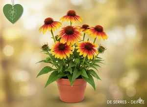 Echinacea purpurea 'Parrot'