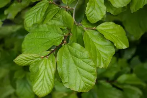 parrotia persica (250-300 cm) - afbeelding 2