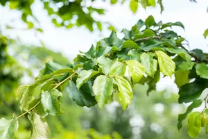 parrotia persica (300-350 cm) - afbeelding 3