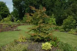 parrotia persica (300-350 cm) - afbeelding 3