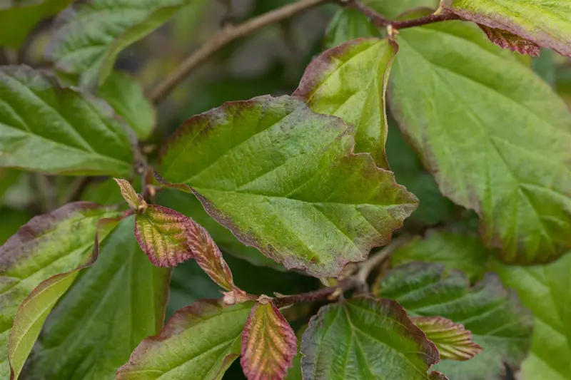 Parrotia persica 'Bella' 200-250   C70 MRST