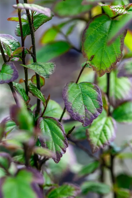 Parrotia persica 'Persian Spire'® 40- 60   C4 - afbeelding 3