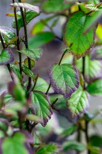 Parrotia persica 'Persian Spire'® 40- 60   C4 - afbeelding 3