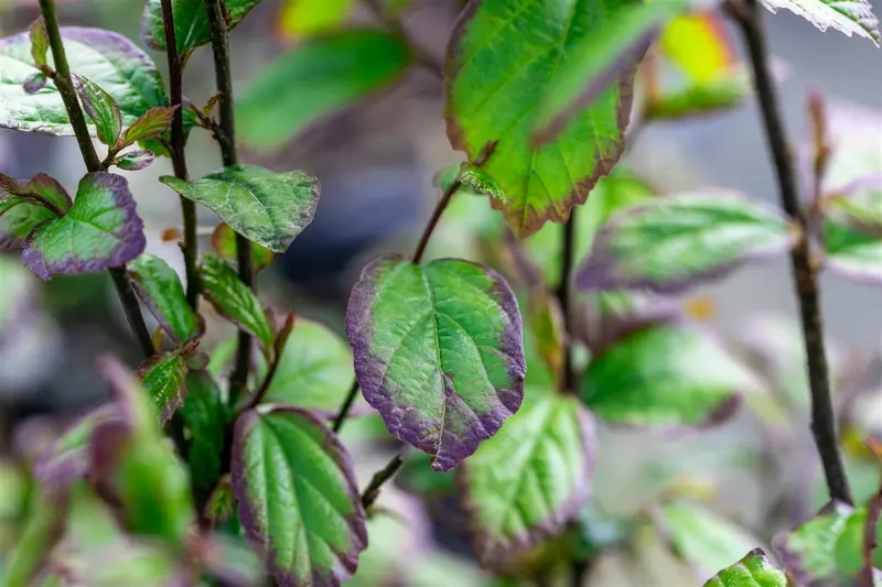 Parrotia persica 'Persian Spire'® 40- 60   C4 - afbeelding 2