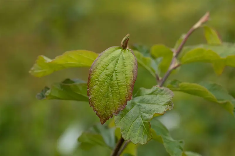 Parrotia persica 'Vanessa' 200X100X40 QUICKHEDGE - afbeelding 3