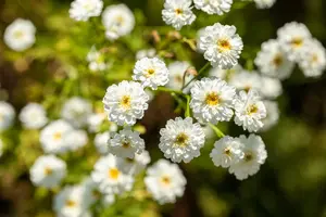 tanacetum parthenium P9 - afbeelding 5
