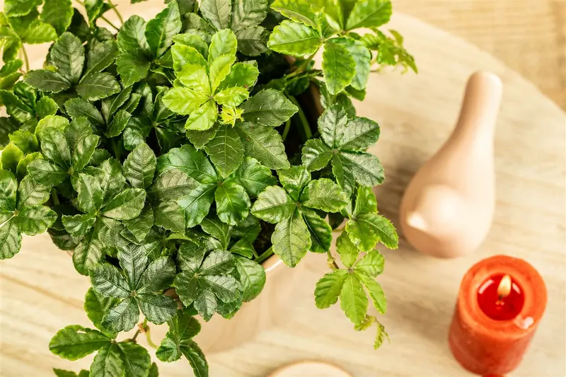 Parthenocissus henryana 200-250   C20 - afbeelding 3