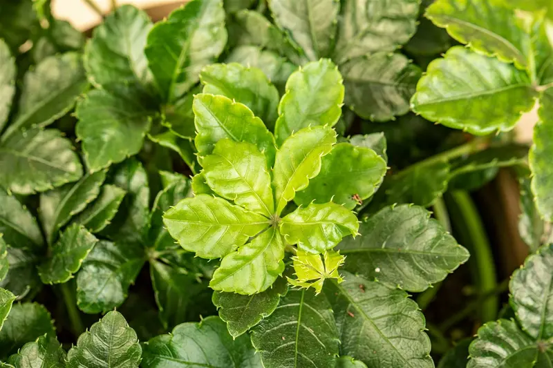 Parthenocissus henryana 200-250   C20 - afbeelding 4