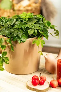 Parthenocissus henryana 50- 60   C - afbeelding 1