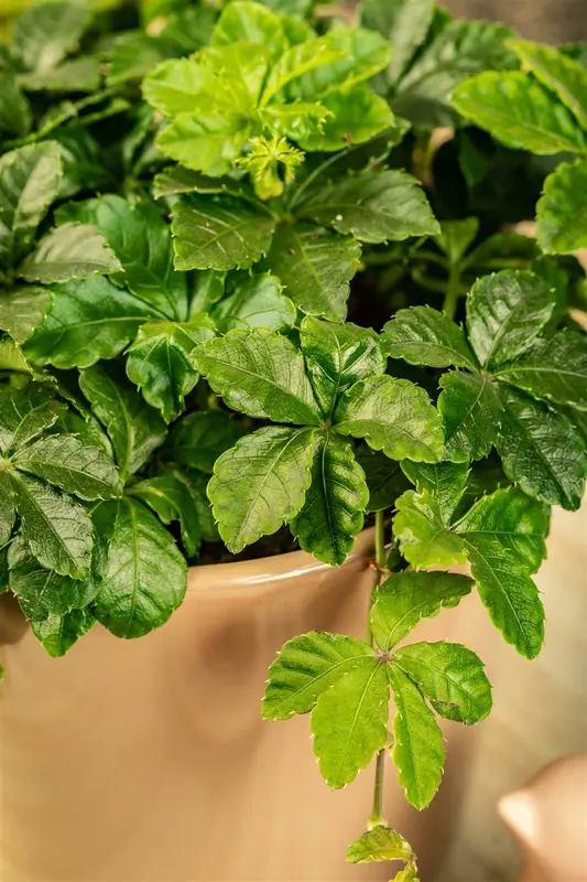 Parthenocissus henryana 50- 60   C - afbeelding 2