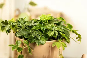 Parthenocissus henryana 50- 60   C - afbeelding 5