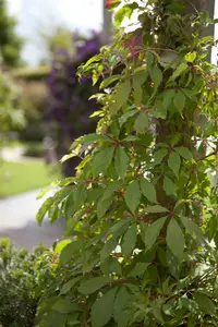 Parthenocissus quinq. 'Engelmannii' 200-250   C20 - afbeelding 2