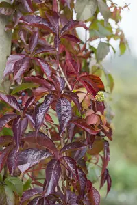 parthenocissus quinquefolia (50- 60cm) - afbeelding 2