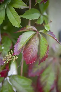 parthenocissus quinquefolia (50- 60cm) - afbeelding 3