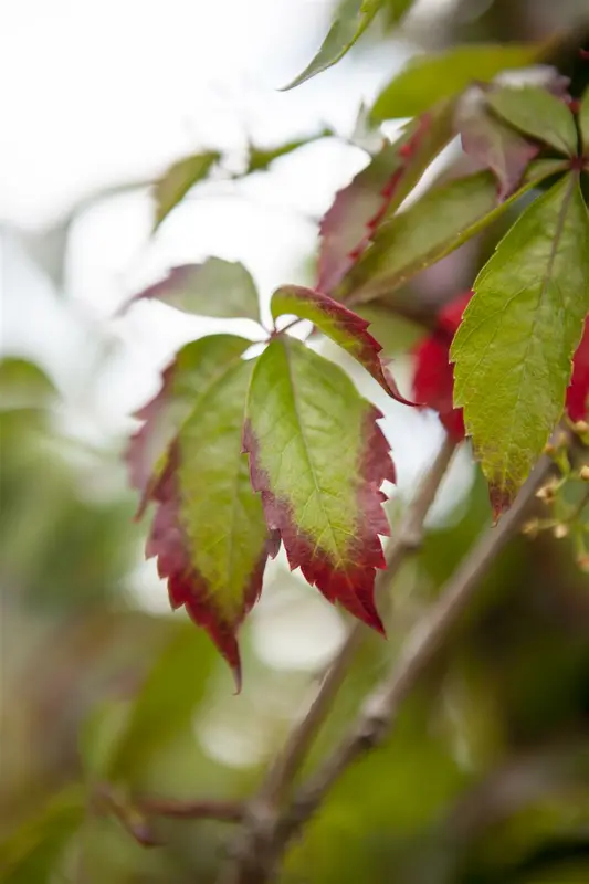 parthenocissus quinquefolia (50- 60cm) - afbeelding 4