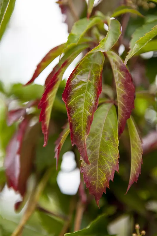 parthenocissus quinquefolia (50- 60cm) - afbeelding 5