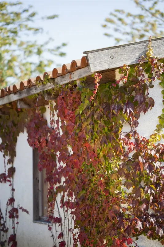 parthenocissus quinquefolia (50- 60cm) - afbeelding 1