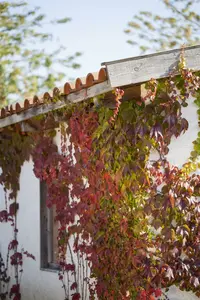 parthenocissus quinquefolia (50- 60cm) - afbeelding 5