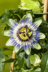 Passiflora caerulea 200-250   C20 - afbeelding 4