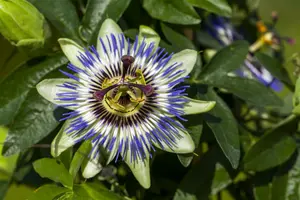 Passiflora caerulea 200-250   C20 - afbeelding 2